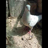 سرور شکلاتی