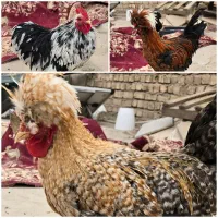 فروش سه خروس زینتی