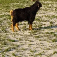 یک پازن دو ساله به فروش می رسد  تماس بگیرید