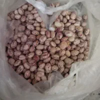 حبوبات