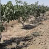 فروش-زمین-باغی