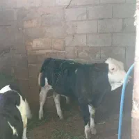 گوساله نره فورشی
