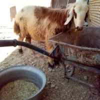 قوچ|حیوانات مزرعه|شوشتر, |دیوار