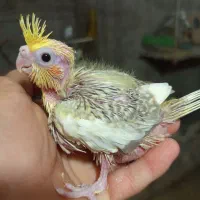 جوجه عروس هلندی
