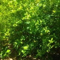 نهال|خدمات باغبانی و درختکاری|ششده و قره بلاغ, |دیوار