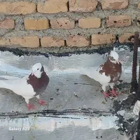 کبوتر طوقی