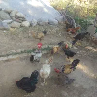 مرغ و خروس