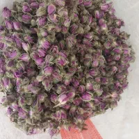 گلاب طبیعی و غنچه گل محمدی