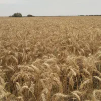 جو محلی شرطی برای بذر خریدارم