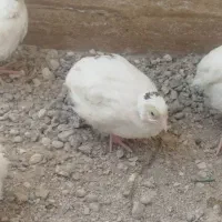 بلدرچین