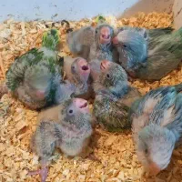 جوجه راهب سبز سرلاکی