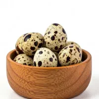 تخم بلدرچین ویک جوجه اردک فروشی.