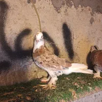 گرهن