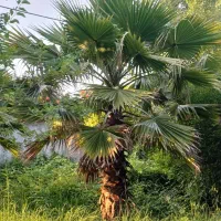درخت تزئینی زیبا