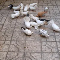 کبوتر ملائک