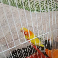 جفت طوطی برزیلی