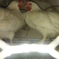 مرغ تخم گذار جوان