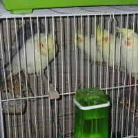 فروش پرنده لوتینو وطوسی وسینامون قیمت ۵۰۰ تا۷۰۰