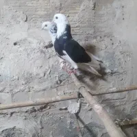 کفتر پلاکی پرشی ماده تک