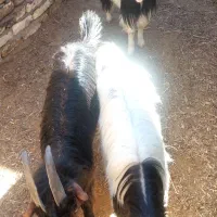 بزغاله  فروشی