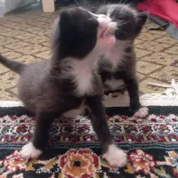 گربه