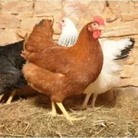 مرغ و خروس گلپایگانی