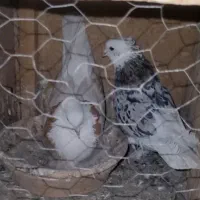 کفتر کبوتر هما سرور