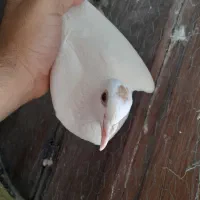 کفتر دم زرد ماده
