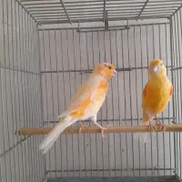قناری پرتقالی و طلائی