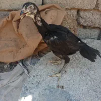 جوجه لاری