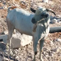 پازن سومالی بندر دیر