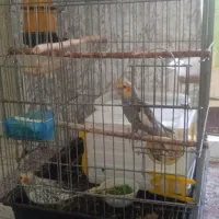 عروس هلندی جفت هستند