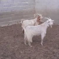 بز،چپش شیری،میش،بره