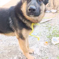 سگ ژرمن ماده