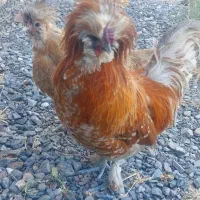 مرغ و خروس زینتی لهستانی