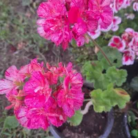 گل شمعدانی|گل و گیاه طبیعی|حویق, |دیوار