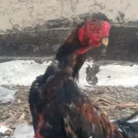 یک خروس لاری اصیل مناسب گله