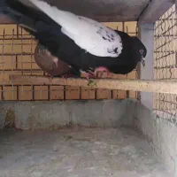 جفت کبوتر جوانه سینه سیاه قهوه ای