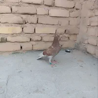 کفتر پلاکی