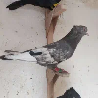 کبوتر|پرنده|شیراز, جرسقان|دیوار