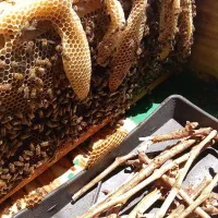 کیک گرده وکنه کش زنبور