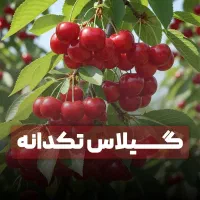 فروش نهال گیلاس تکدانه ضمانتی +اشانتیون