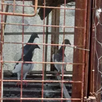 کفتر یهودی