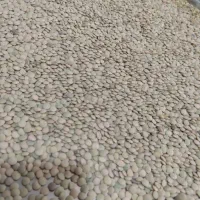 عدس و نخود محلی امسال درجه یک به شرط پخت