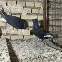 پرنده