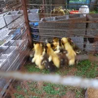 جوجه اردک اسراییلی جوجه لاری و جوجه غاز