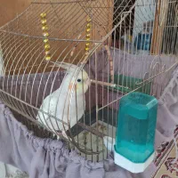 عروس هلندی