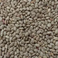 لوبیا چیتی فقط ۲۳۰