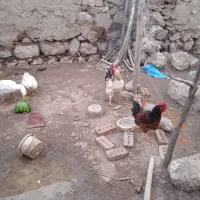 فروش دو عدد غاز محلی ودوعددخروس