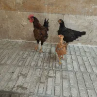 مرغ و خروس